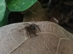 Hasarius adansoni