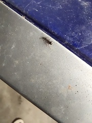 Dolichoderus thoracicus