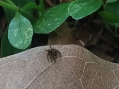 Hasarius adansoni