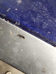 Dolichoderus thoracicus