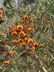 Daviesia divaricata