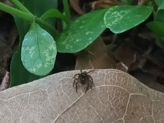 Hasarius adansoni