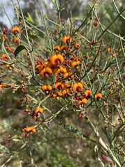 Daviesia divaricata