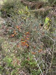 Daviesia divaricata