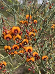 Daviesia divaricata