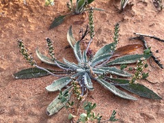 Plantago drummondii