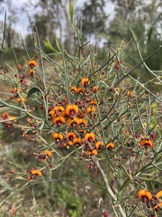 Daviesia divaricata