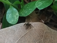 Hasarius adansoni