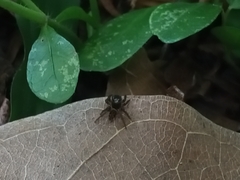 Hasarius adansoni