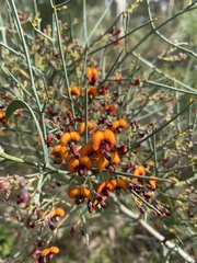 Daviesia divaricata