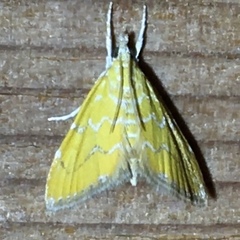 Xanthophysa psychicalis