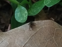 Hasarius adansoni