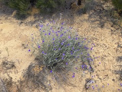 Dampiera oligophylla