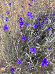 Dampiera oligophylla