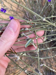 Dampiera oligophylla