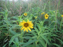 Arnica sachalinensis