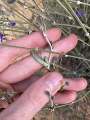 Dampiera oligophylla