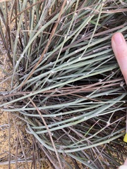 Dampiera oligophylla