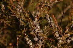 Leptospermum liversidgei