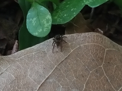 Hasarius adansoni