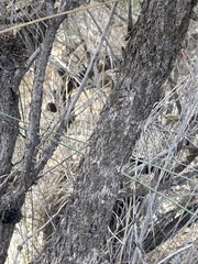 Allocasuarina campestris