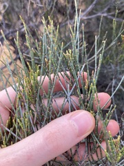 Allocasuarina campestris