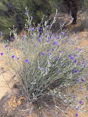 Dampiera oligophylla