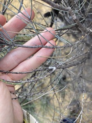 Allocasuarina campestris