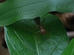 Myrmaplata plataleoides