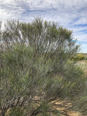 Allocasuarina campestris