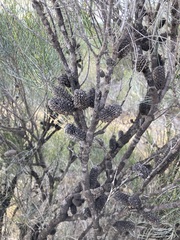 Allocasuarina campestris