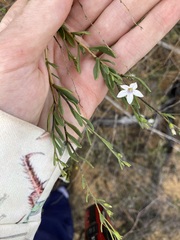 Cyphanthera racemosa