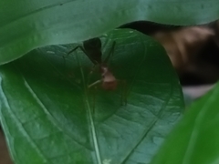 Myrmaplata plataleoides