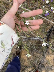 Cyphanthera racemosa
