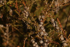 Leptospermum liversidgei