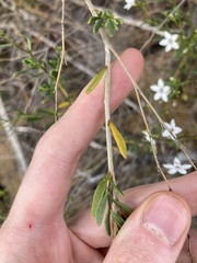 Cyphanthera racemosa