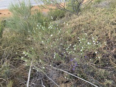 Cyphanthera racemosa