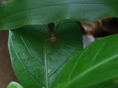 Myrmaplata plataleoides