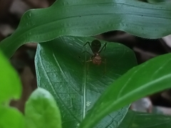 Myrmaplata plataleoides