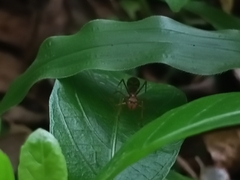 Myrmaplata plataleoides