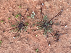 Brachyscome lineariloba