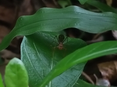 Myrmaplata plataleoides