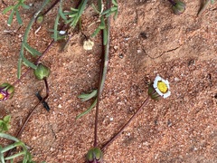 Brachyscome lineariloba