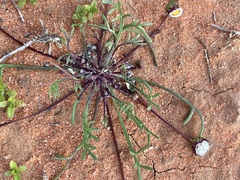 Brachyscome lineariloba