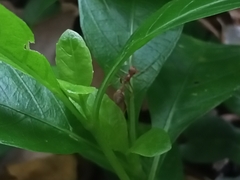 Myrmaplata plataleoides