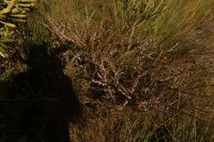 Leptospermum liversidgei