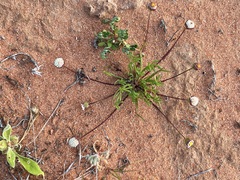 Brachyscome lineariloba