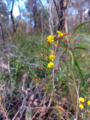 Bossiaea stephensonii