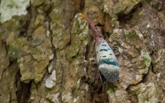 Pyrops ducalis