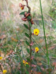 Bossiaea stephensonii